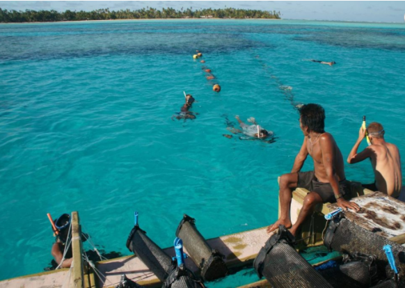 Atoll Beauties, Kiribati Clams